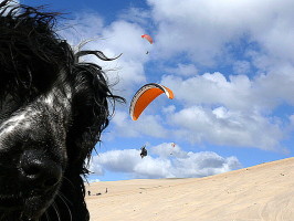Flugschulhund Xaver an der Dune de Pyla